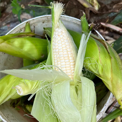 White Corn Seeds