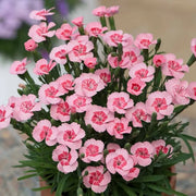 Dianthus ‘Peach Pie’ Seeds