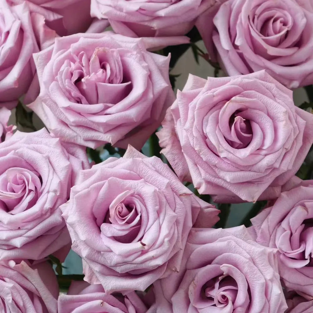 Ocean Song Rose Seeds
