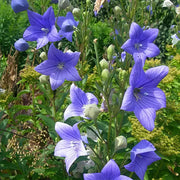 Blue Platycodon Seeds