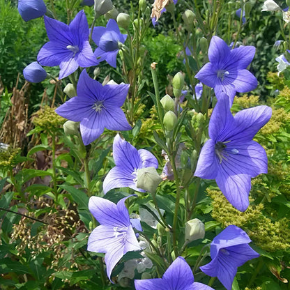 Blue Platycodon Seeds