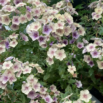 Phlox ‘Caramel Pudding’  Seeds
