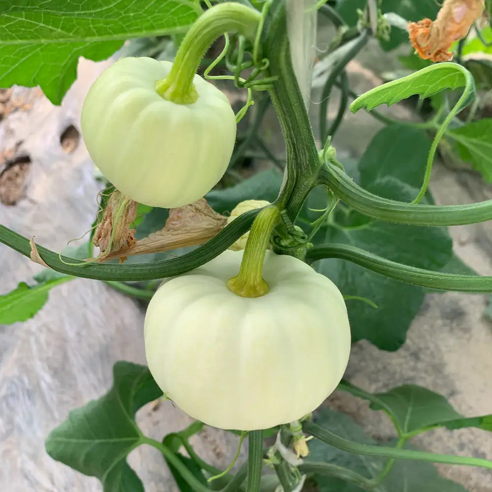Baby Pumpkins Seeds