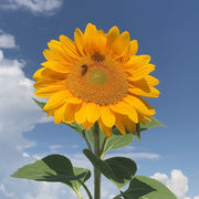 Vincent’s Selection Sunflower Seeds