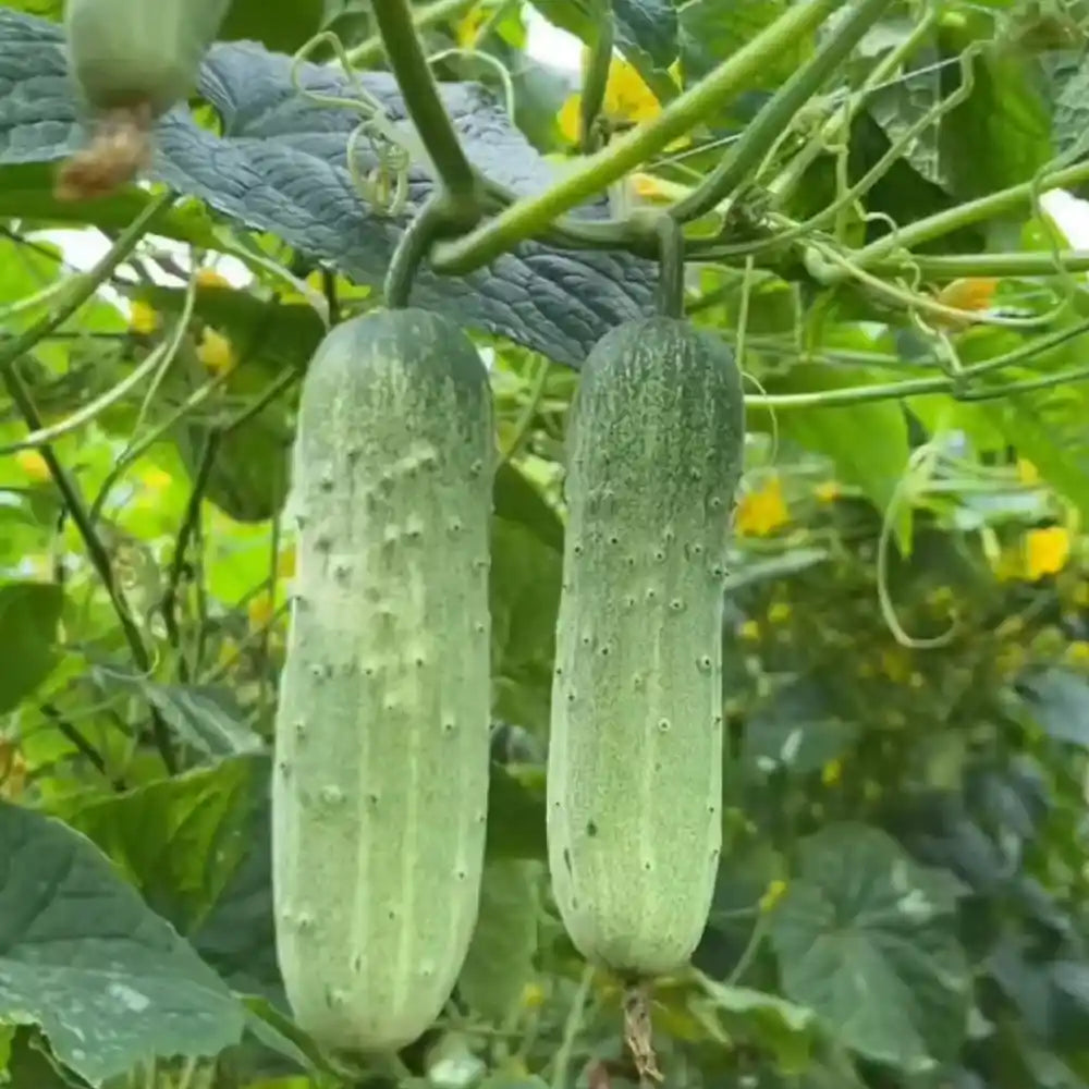 Pickling Cucumber Seeds