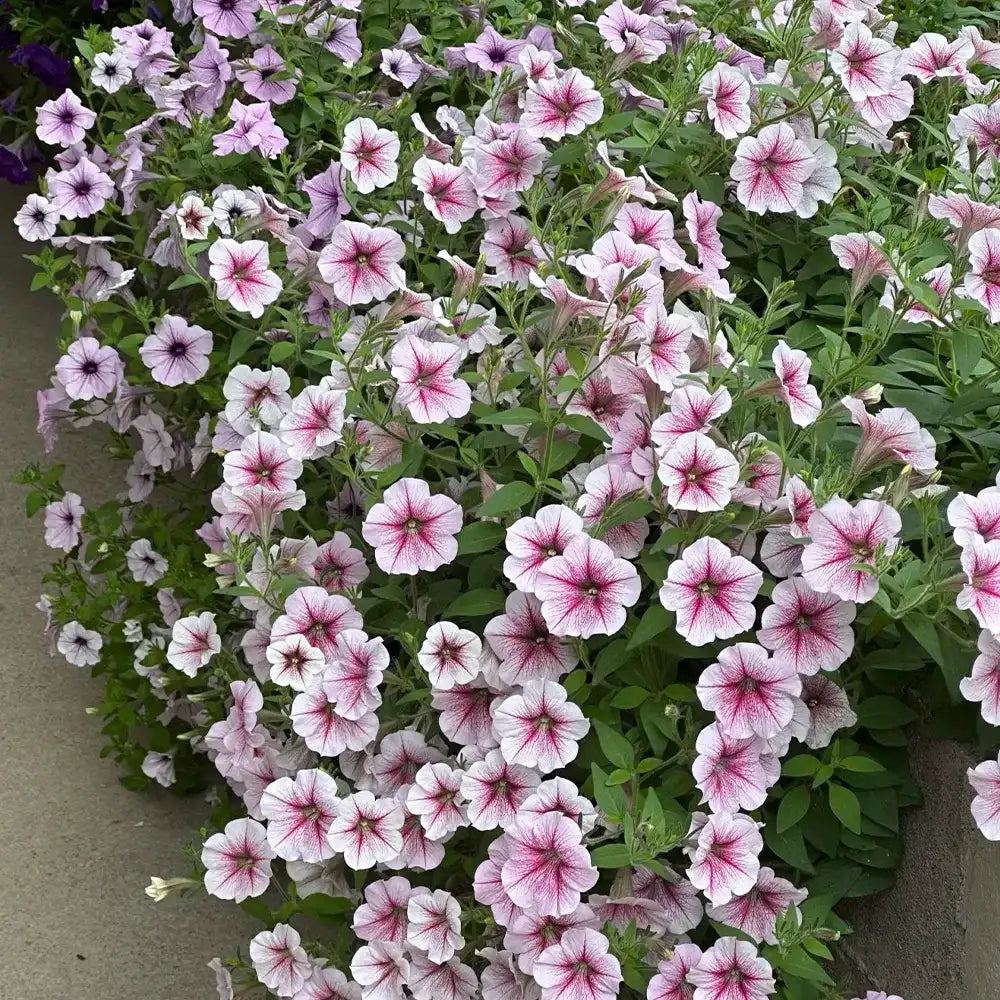 Light Pink Petunia Seeds