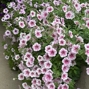 Light Pink Petunia Seeds