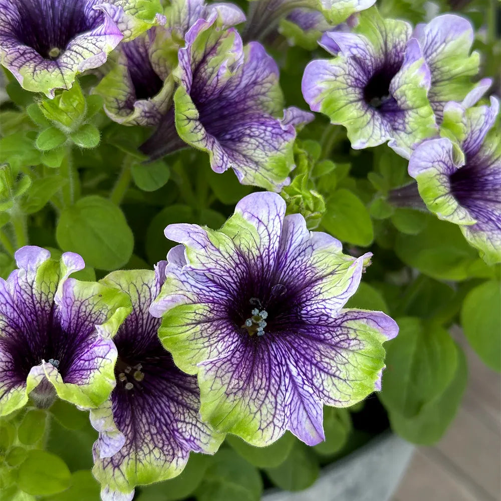 Candy House Series Petunia