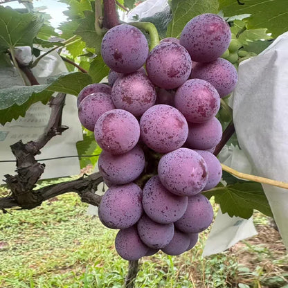 Kyoho Grape Seeds