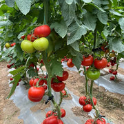 Non-GMO Heirloom Tomato Seeds