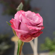 Phantom Rose Seeds