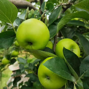 Green Apple Seeds