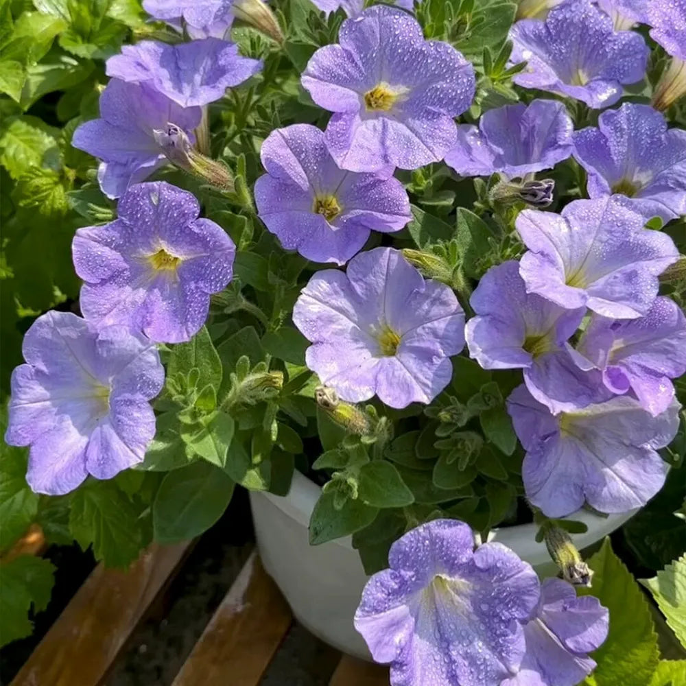 Blue Sky Petunias Seeds