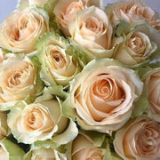 Peach Snow Mountain Rose Seeds