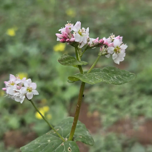 Buckwheat Seeds