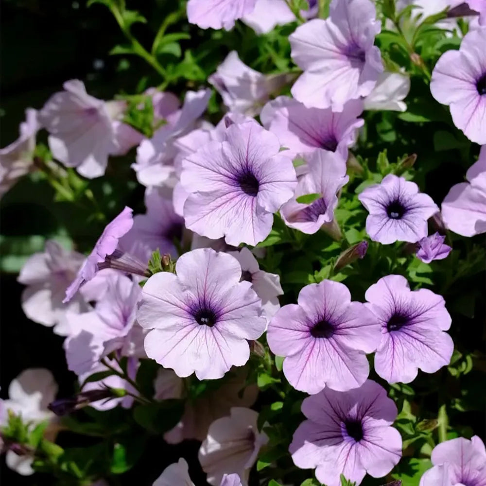 Ice Purple Petunia Seeds