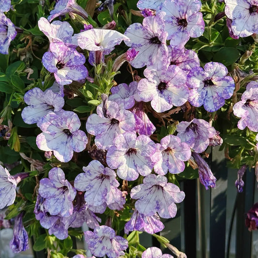 Midsummer Night’s Petunia Seeds