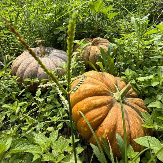 Heirloom Pumpkins Seeds