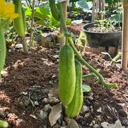 Heirloom Slicing Cucumber Seeds