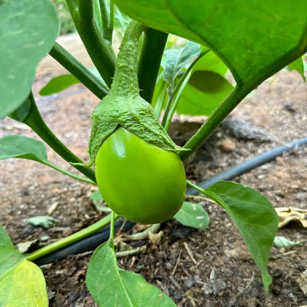 Specialty Eggplants Seeds