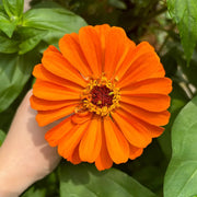 Orange Zinnias Seeds