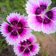 Fringed Series Dianthus Seeds
