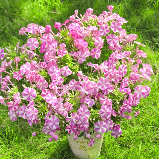 Phlox ‘Pink Windmill’ Seeds