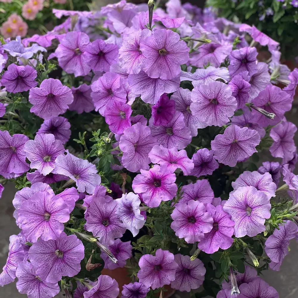 Purple-Veined Petunia Seeds