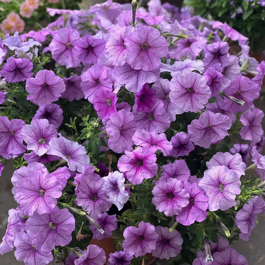 Purple-Veined Petunia Seeds