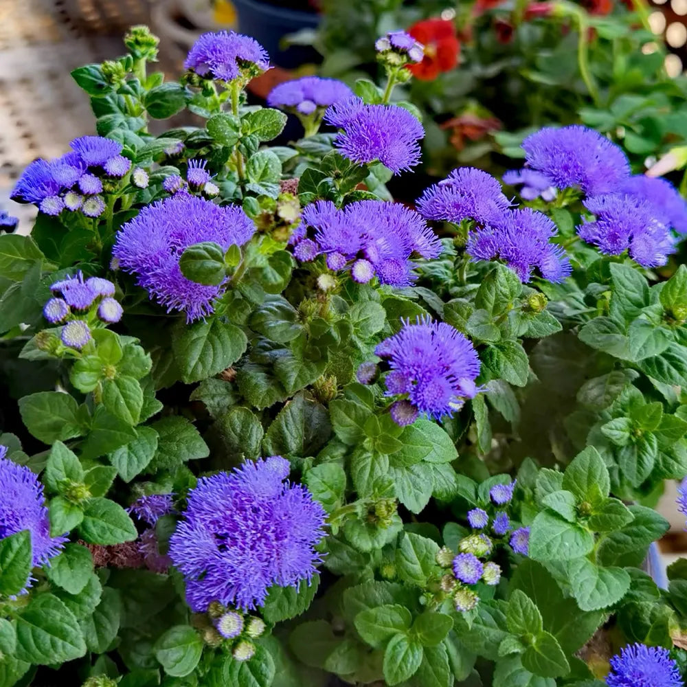 Ageratum Seeds