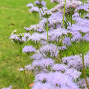 Ageratum Seeds