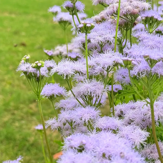 Ageratum Seeds