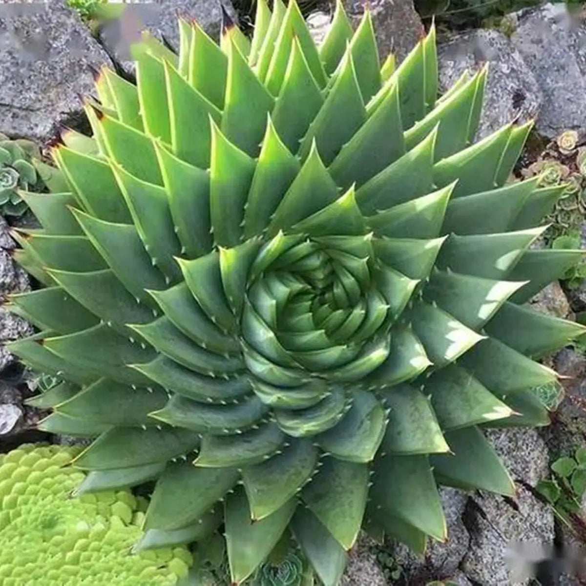 Aloe Polyphylla Rare Succulent Plant Seeds