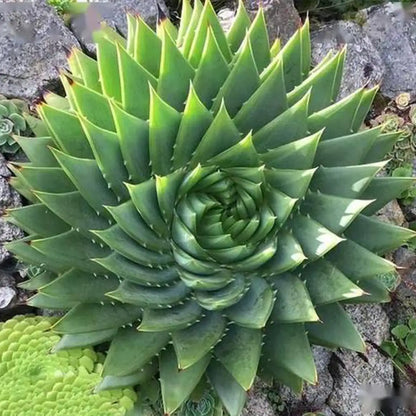 Aloe Polyphylla Rare Succulent Plant Seeds