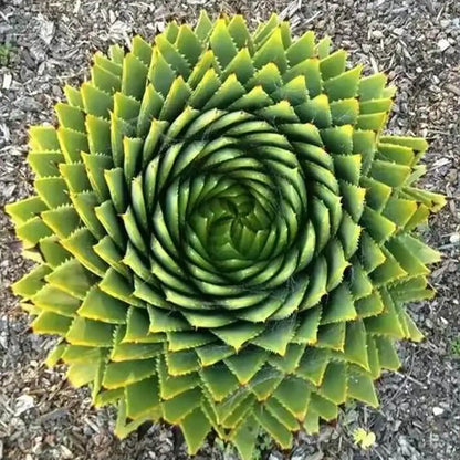 Aloe Polyphylla Rare Succulent Plant Seeds