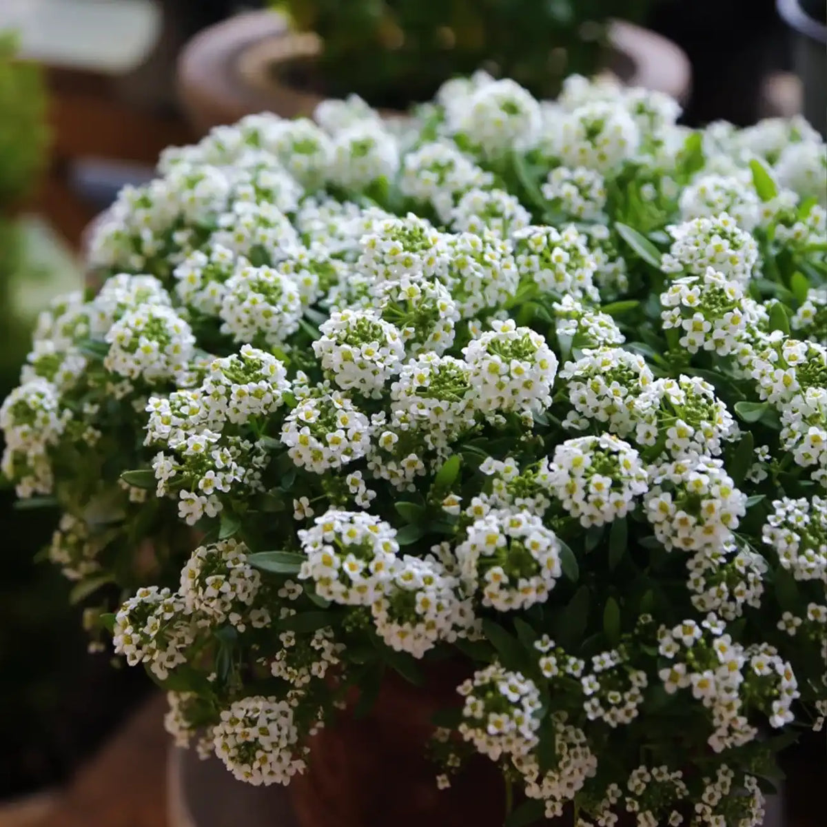 Alyssum Seeds-Snowdrift