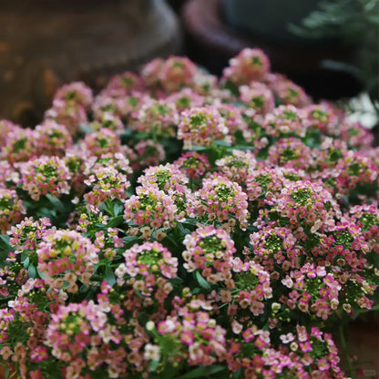 Alyssum Seeds-Twilight Mist