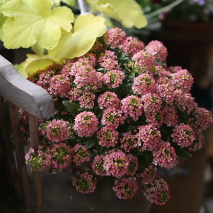 Alyssum Seeds-Twilight Mist