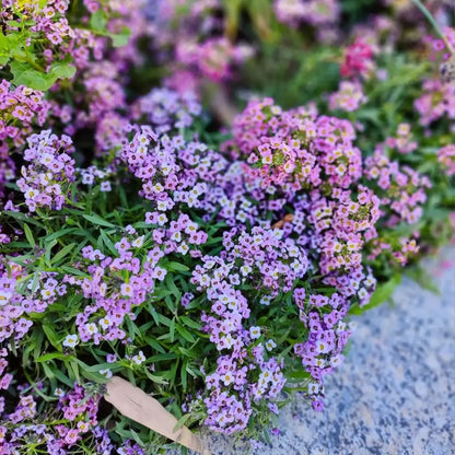 Alyssum Seeds Purple & White