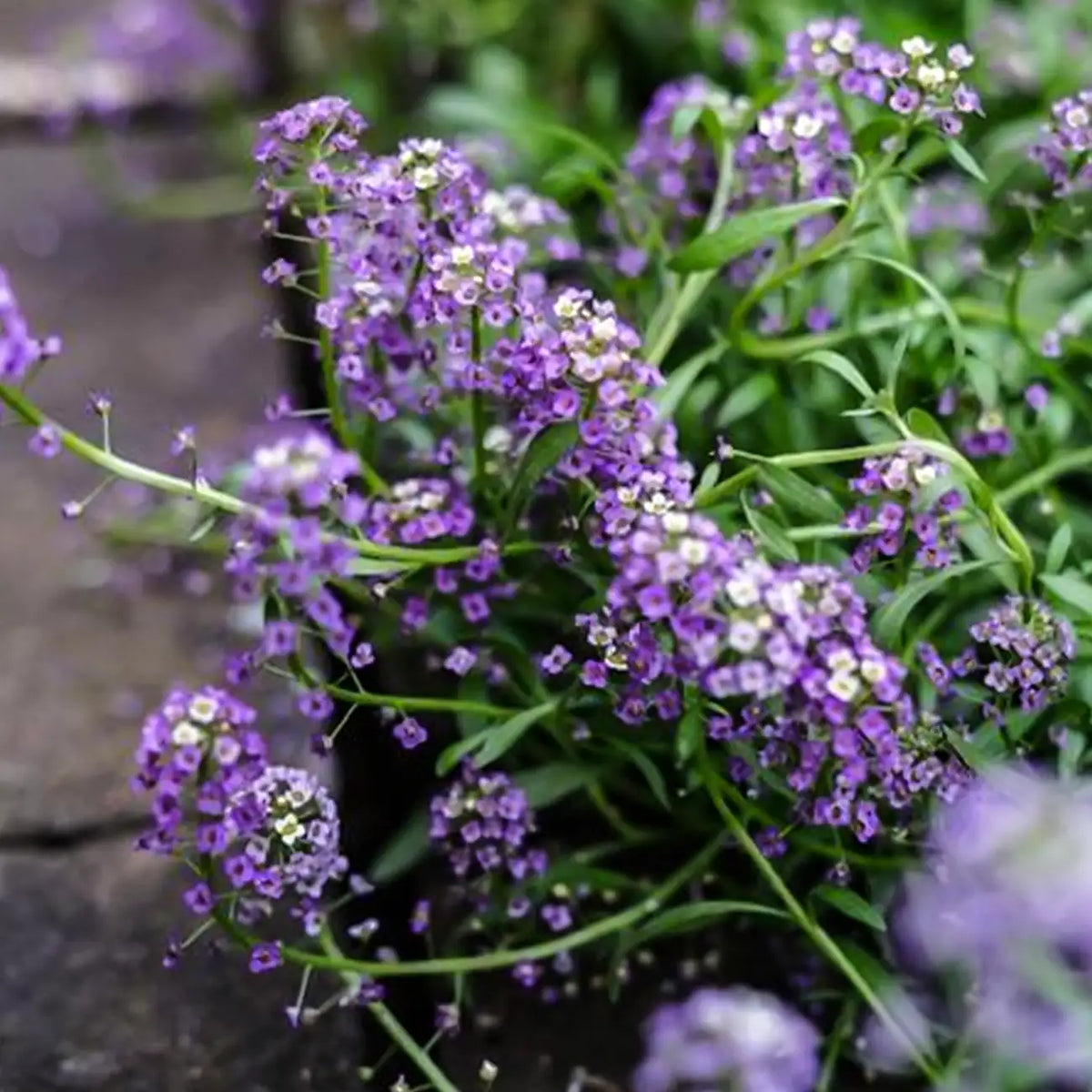 Alyssum Seeds Purple & White
