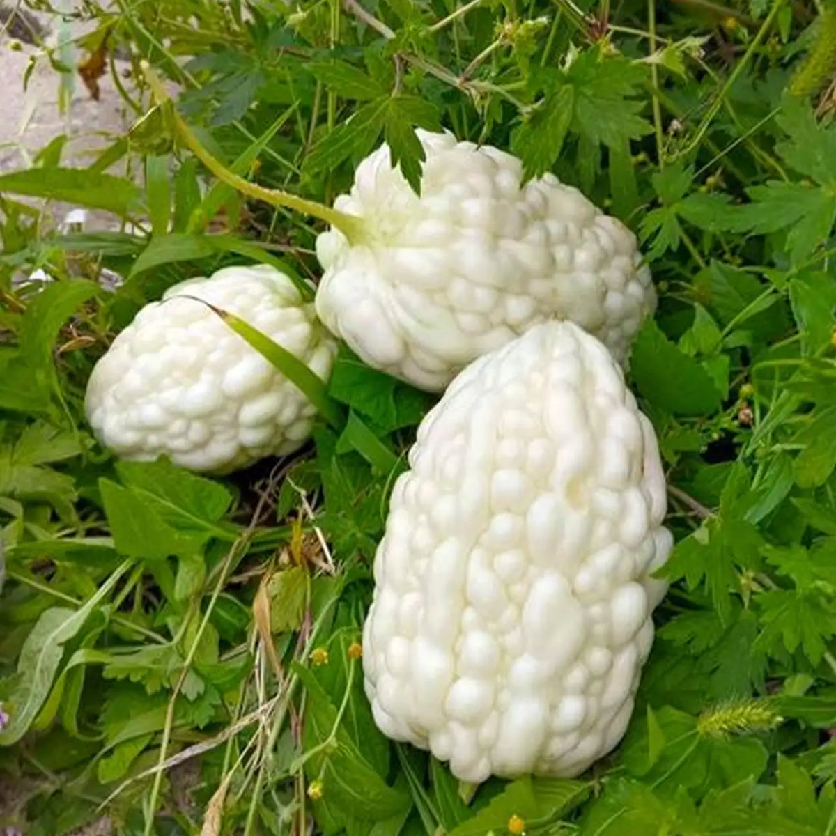 Apple Bitter Melon Seeds