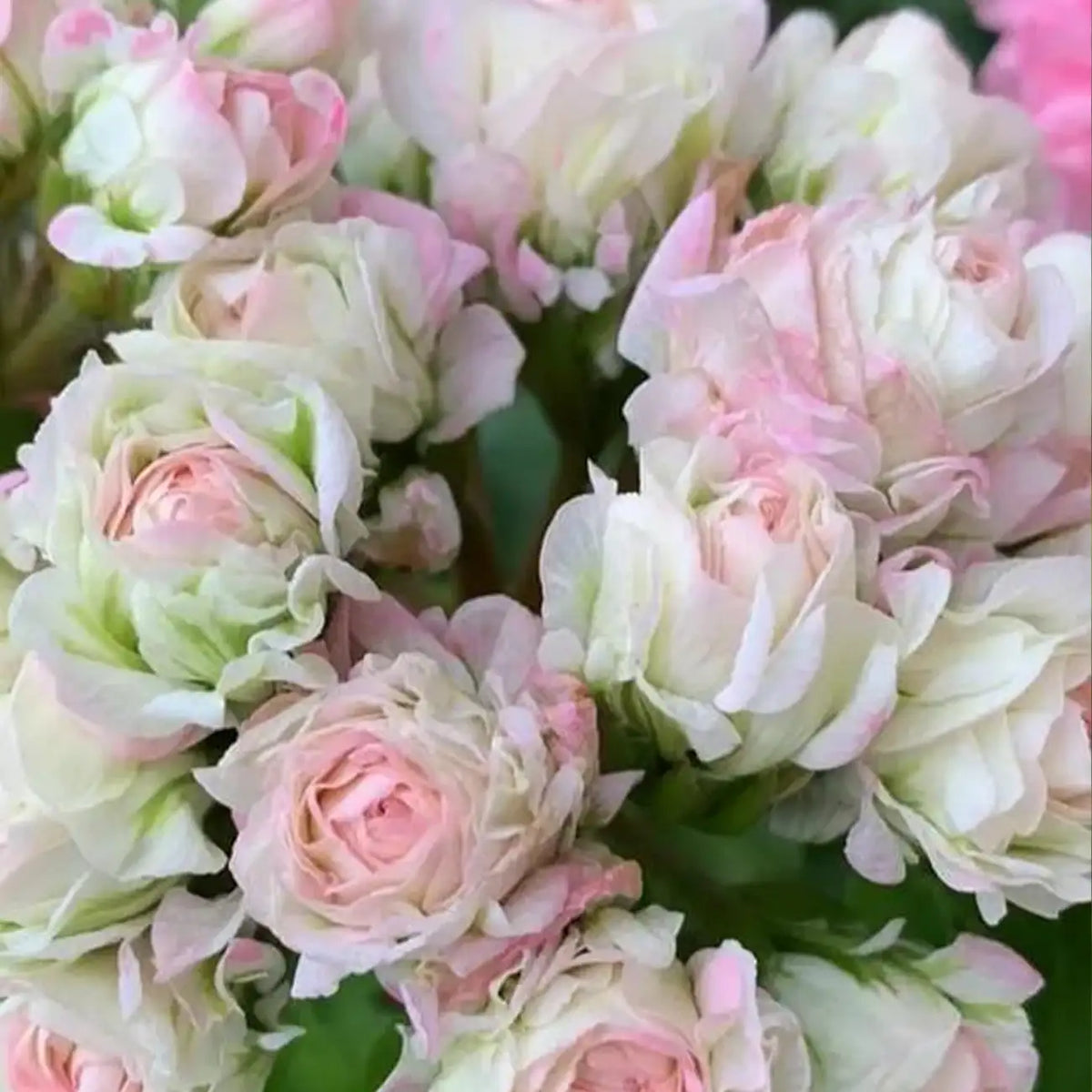 Apple Blossom Geranium Seeds