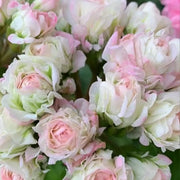 Apple Blossom Geranium Seeds