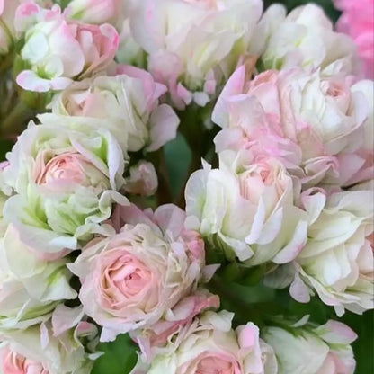 Apple Blossom Geranium Seeds