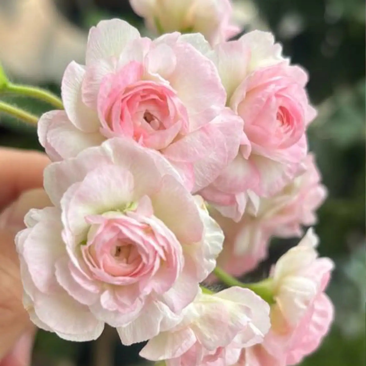 Apple Blossom Geranium Seeds