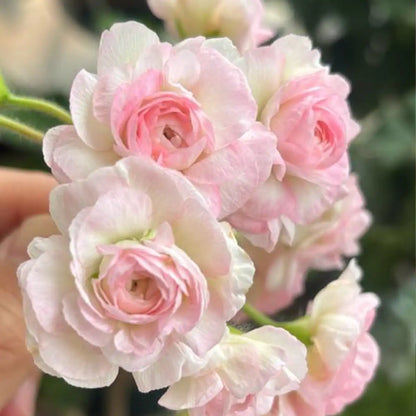 Apple Blossom Geranium Seeds