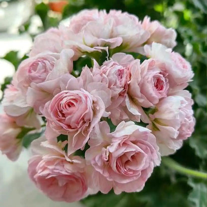 Apple Blossom Geranium Seeds