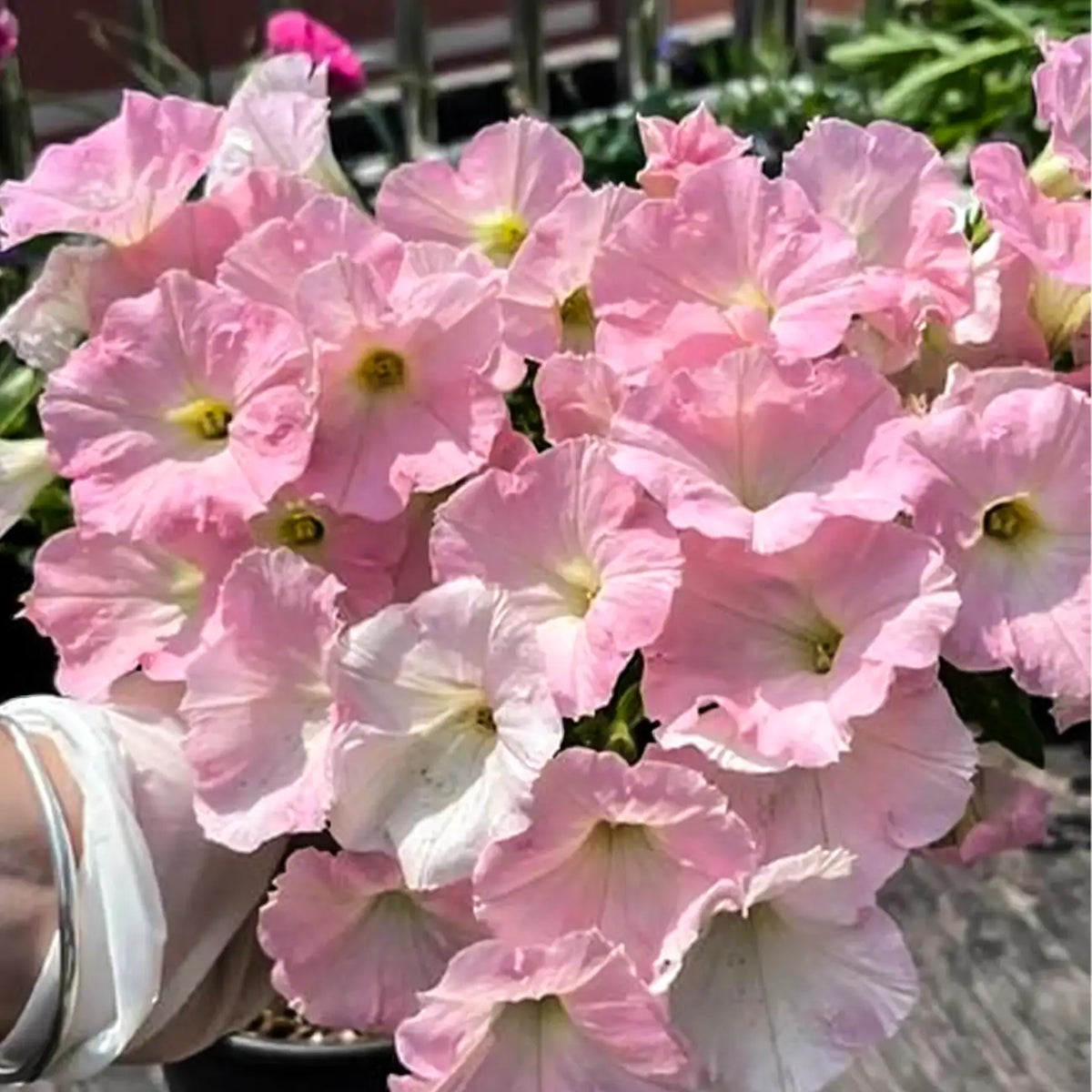 Petunia Seeds - Porcelain Pink