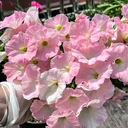 Petunia Seeds - Porcelain Pink