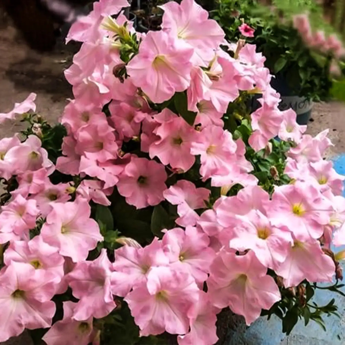 Petunia Seeds - Porcelain Pink